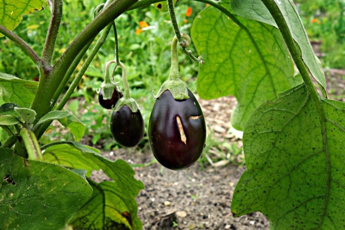 The top 10 aubergine brands in the world