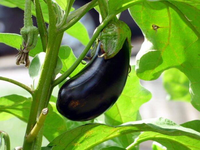 The top 10 aubergine exporting companies in the Netherlands