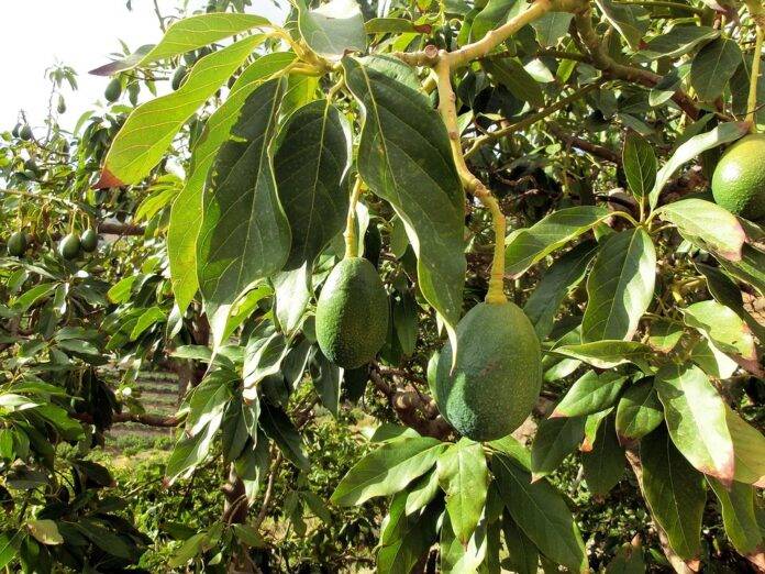 The top 10 avocado brands in the United States