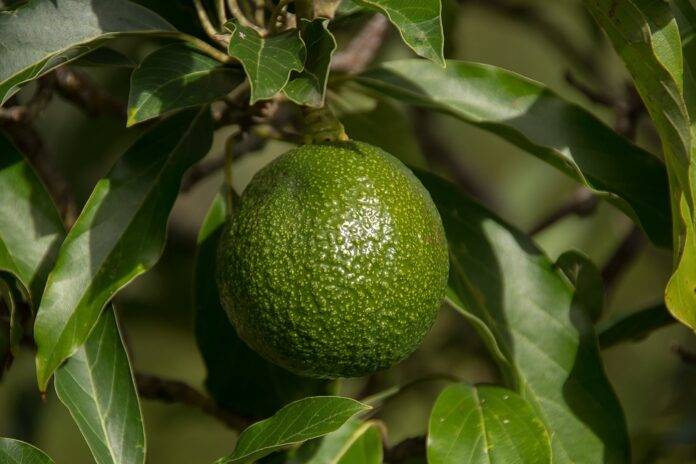 The top 10 avocado exporting companies in Chile