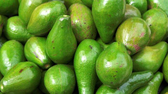 The top 10 avocado exporting companies in Peru