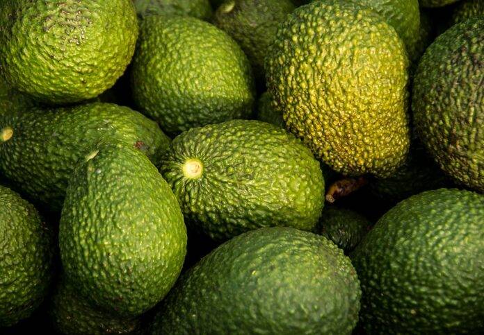 The top 10 avocado importing companies in France