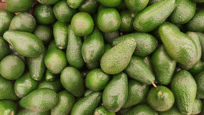 The top 10 avocado importing companies in Germany