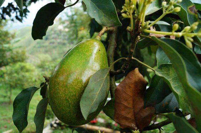 The top 10 avocado importing companies in Saudi Arabia