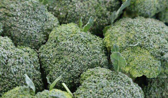 The top 10 broccoli importing companies in Japan