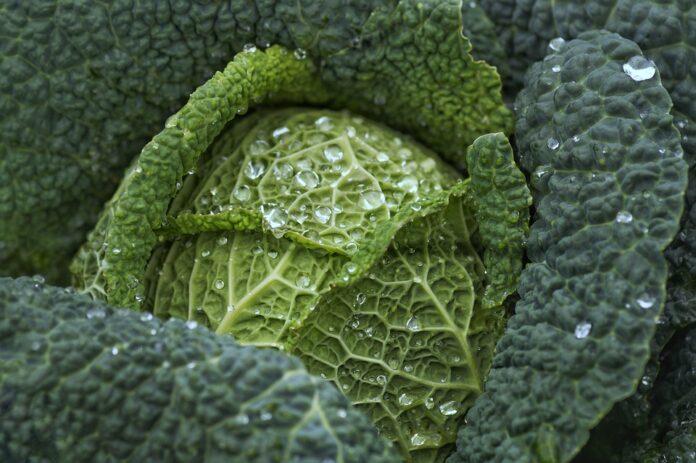The top 10 cabbage exporting countries by revenue