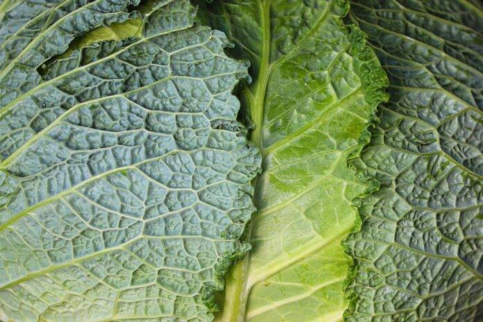 The top 10 cabbage importing companies in the Netherlands