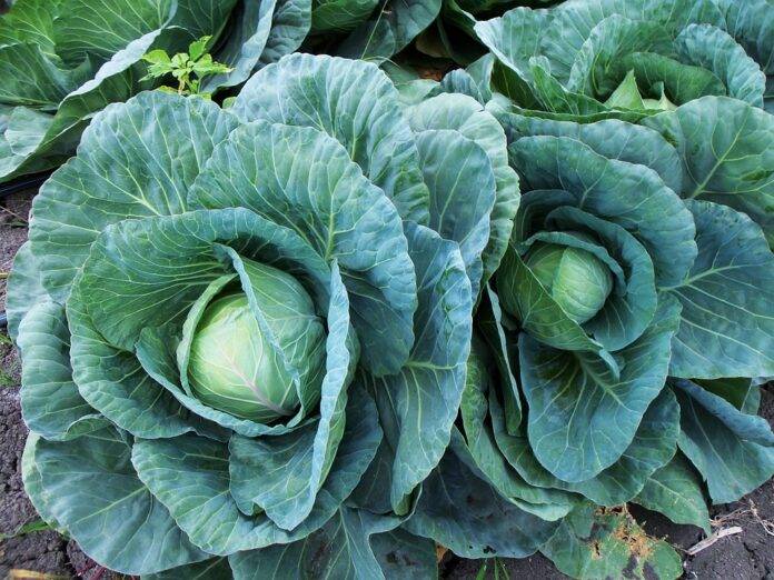 The top 10 cabbage importing countries in Africa