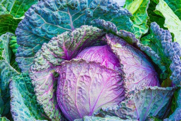 The top 10 cabbage importing countries in the world