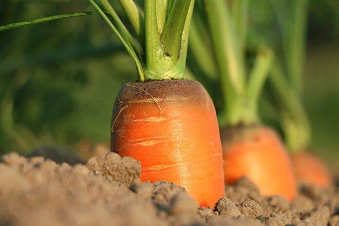 The top 10 carrot exporting companies in Egypt