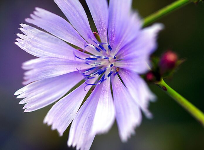 The top 10 chicory brands in Belgium