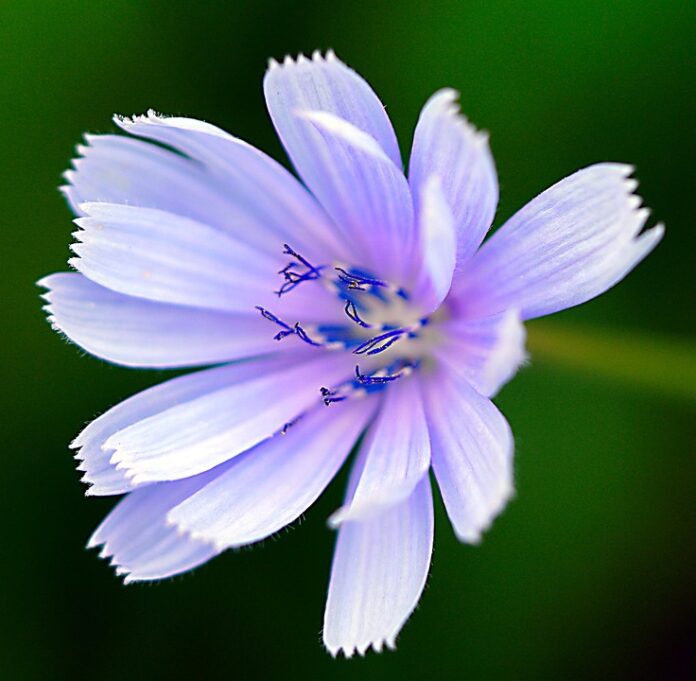 The top 10 chicory exporting companies in Germany