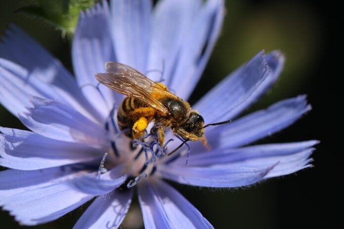 The top 10 chicory exporting companies in the Netherlands