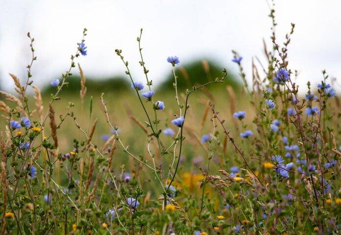The top 10 chicory importing companies in the United States