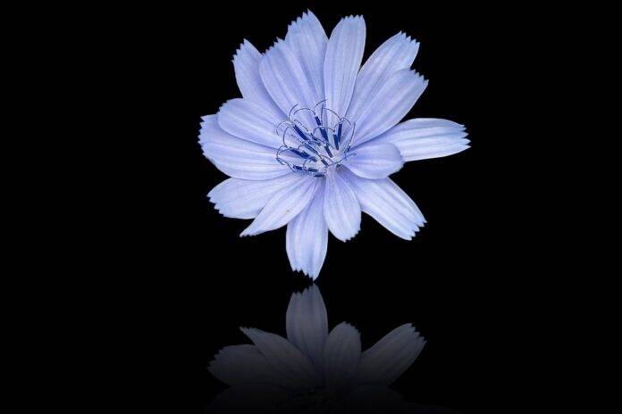 The top 10 chicory importing countries in Europe
