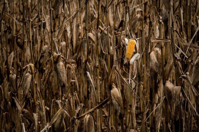 The top 10 corn brands in France
