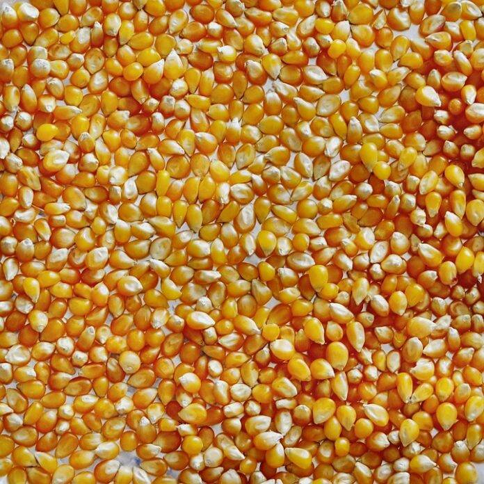 The top 10 corn brands in Ukraine