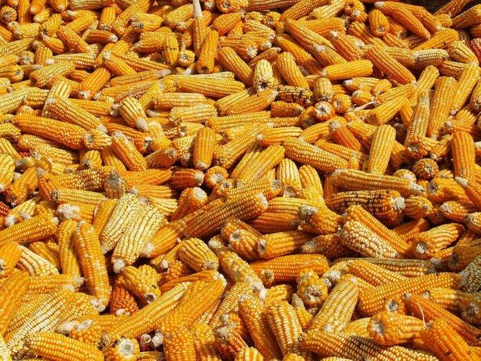 The top 10 corn exporting companies in France