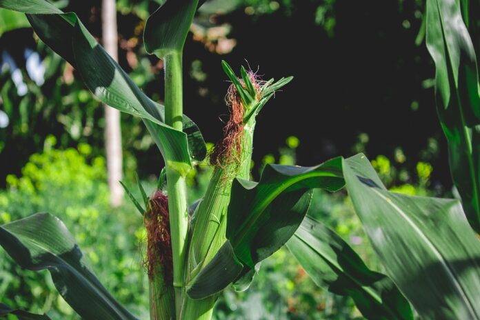 The top 10 corn exporting companies in India