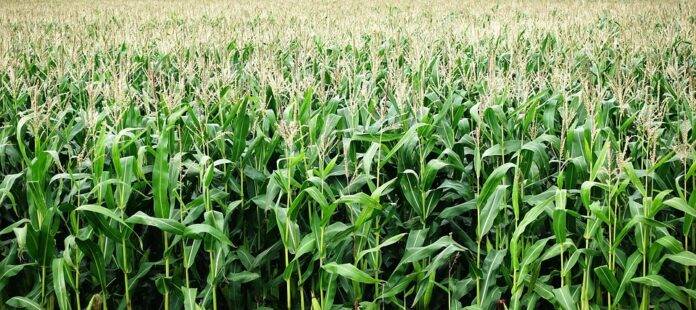 The top 10 corn exporting countries by revenue