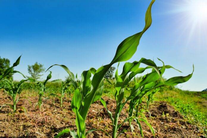 The top 10 corn flour and maize meal brands internationally
