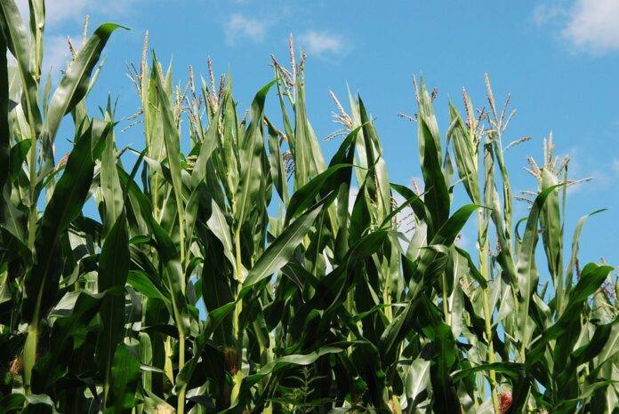 The top 10 corn importing companies in Spain