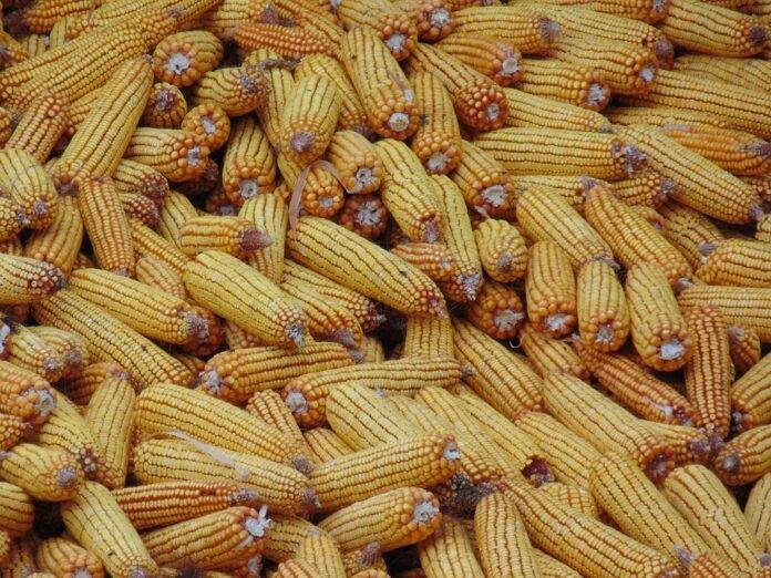The top 10 corn importing countries in Africa