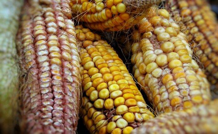 The top 10 corn importing countries in Europe