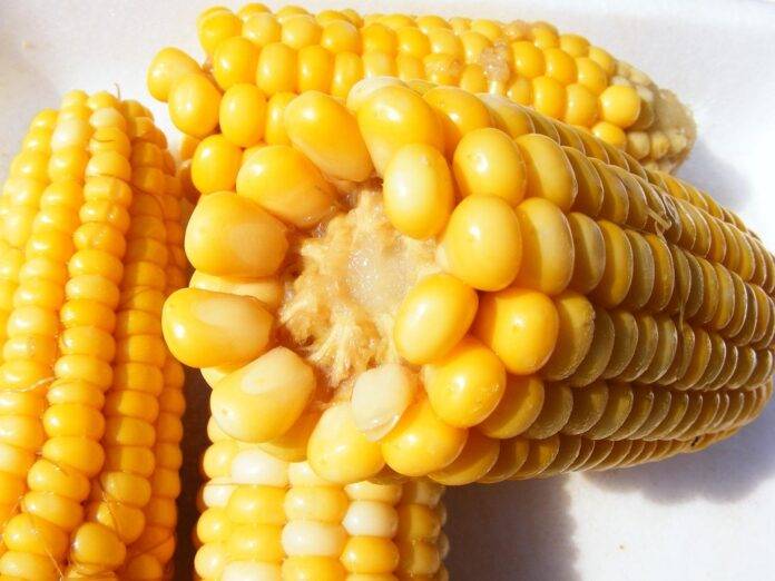 The top 10 corn importing countries in the Middle East