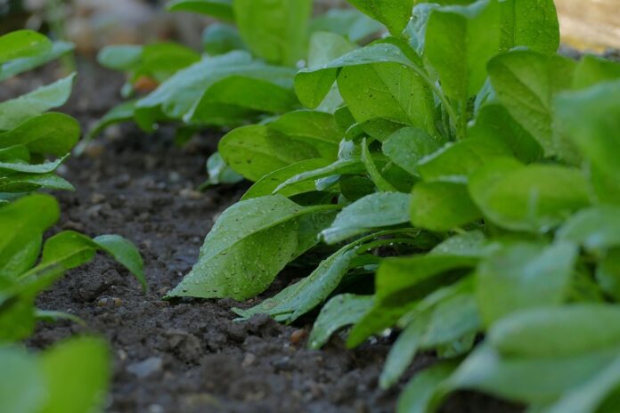 The top 10 countries dominating global spinach trade