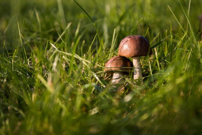 The top 10 countries supplying fresh and processed mushrooms worldwide