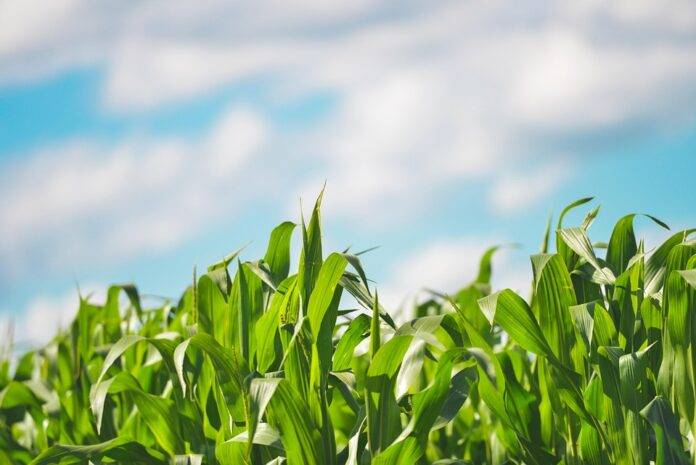 The top 10 countries supplying yellow and white maize globally