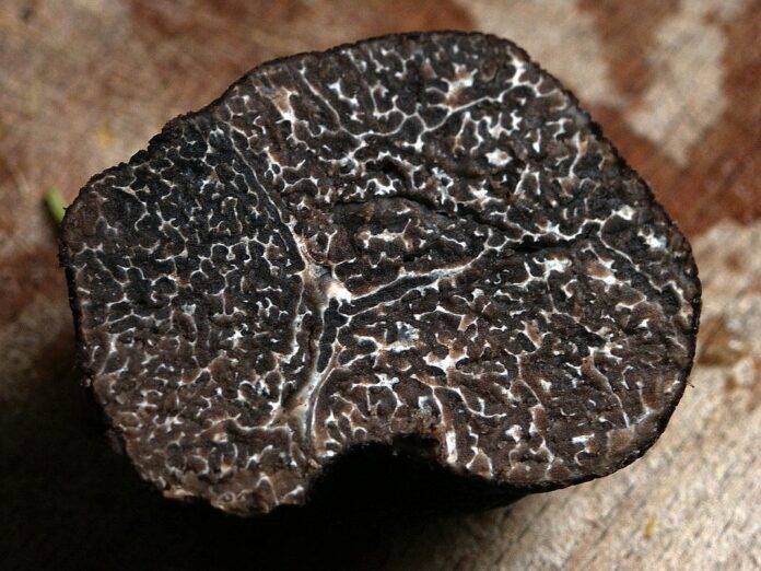 The top 10 countries with commercial truffle farms and wild harvesting