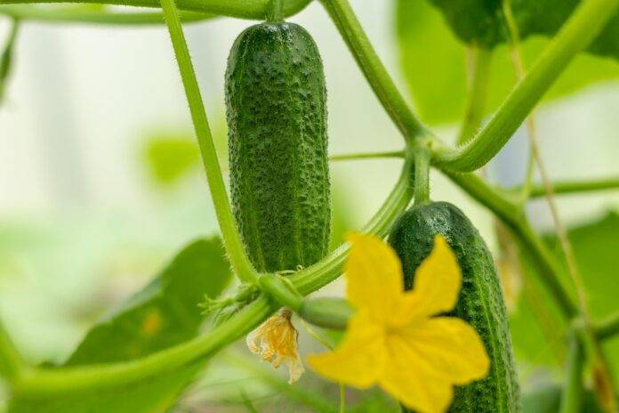 The top 10 cucumber importers for supermarkets and hospitality in Saudi Arabia