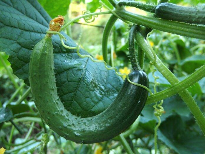 The top 10 cucumber importing companies in the Netherlands