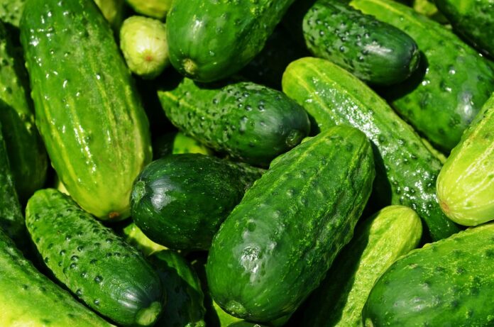 The top 10 cucumber producing companies in Russia