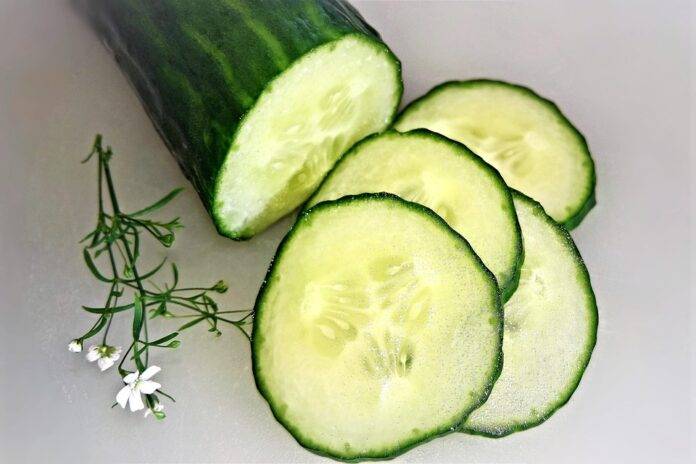 The top 10 cucumber wholesalers and distributors in Canada