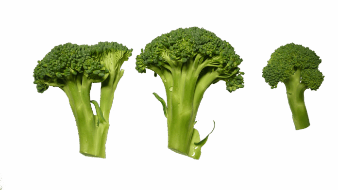 The top 10 frozen broccoli exporting countries worldwide