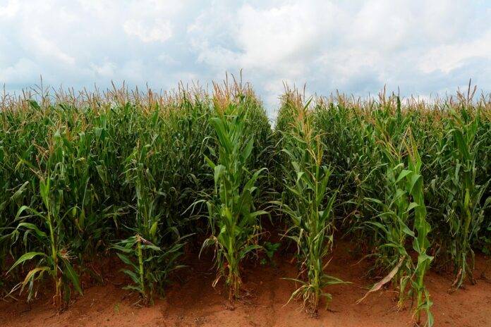 The top 10 frozen corn brands in international markets