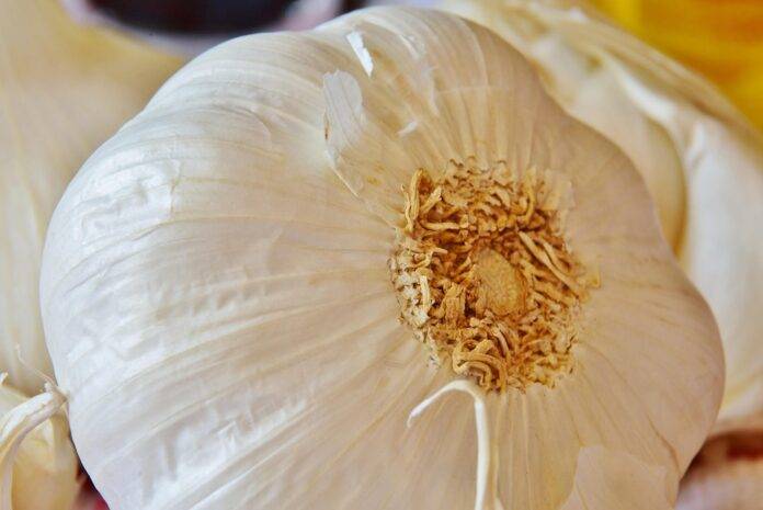 The top 10 frozen garlic brands in the world