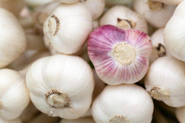 The top 10 garlic based seasoning and condiment brands globally The top 10 garlic based seasoning and condiment brands globally