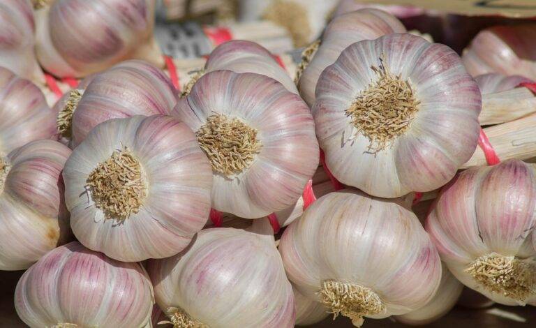 The top 10 garlic exporting companies in Egypt The top 10 garlic exporting companies in Egypt