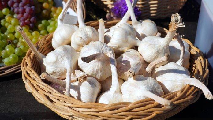 The top 10 garlic exporting companies in Mexico