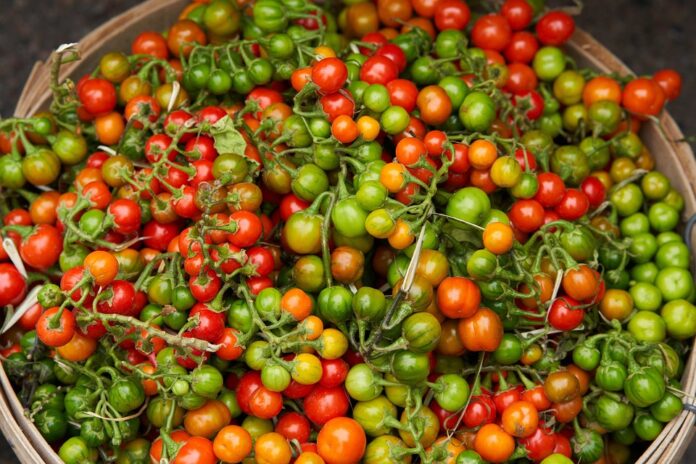 The top 10 global hubs for eggplant exports