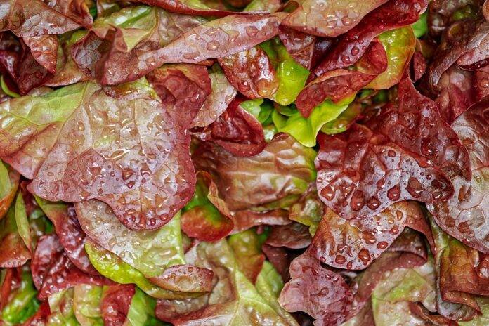 The top 10 global hubs for lettuce exports