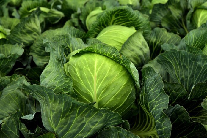 The top 10 largest cabbage exporters by trade volume