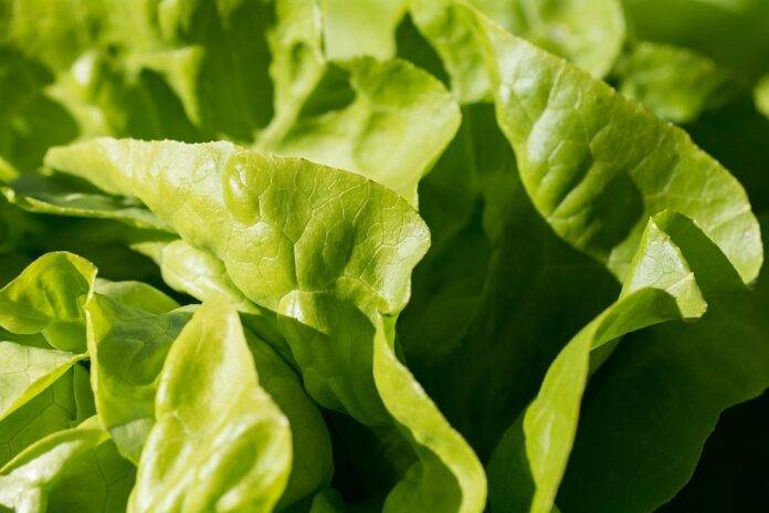 The top 10 largest lettuce exporters by trade volume