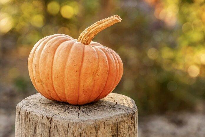 The top 10 largest pumpkin exporters by trade volume