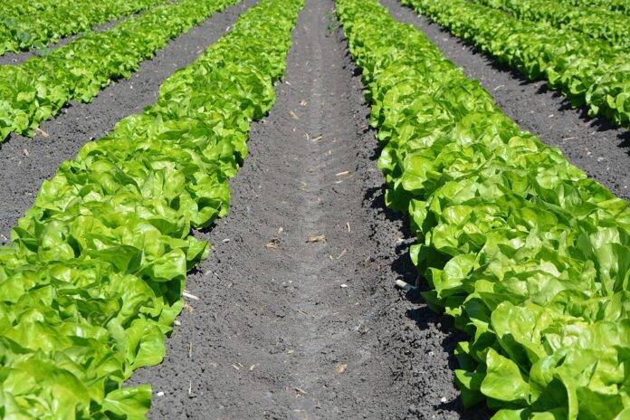 The top 10 lettuce brands and processors in the United States