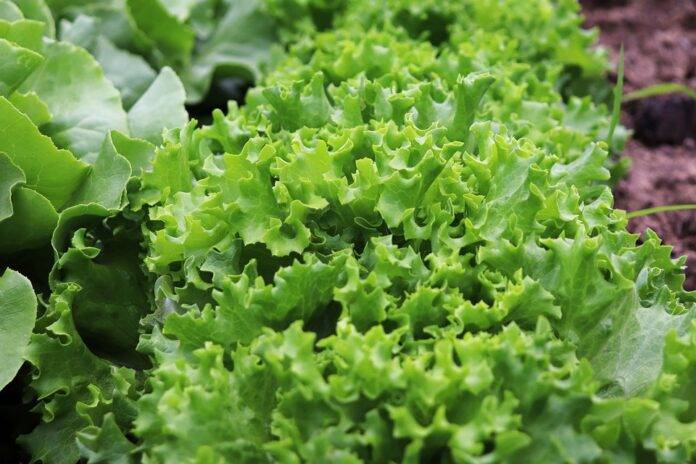 The top 10 lettuce brands in the world